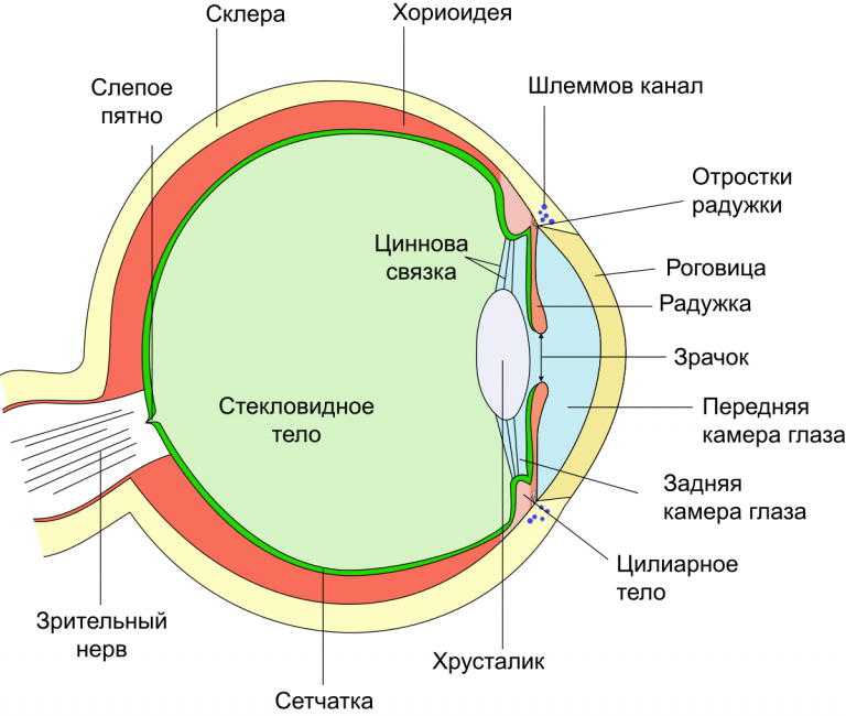 Строение глаза биология 8 класс рисунок