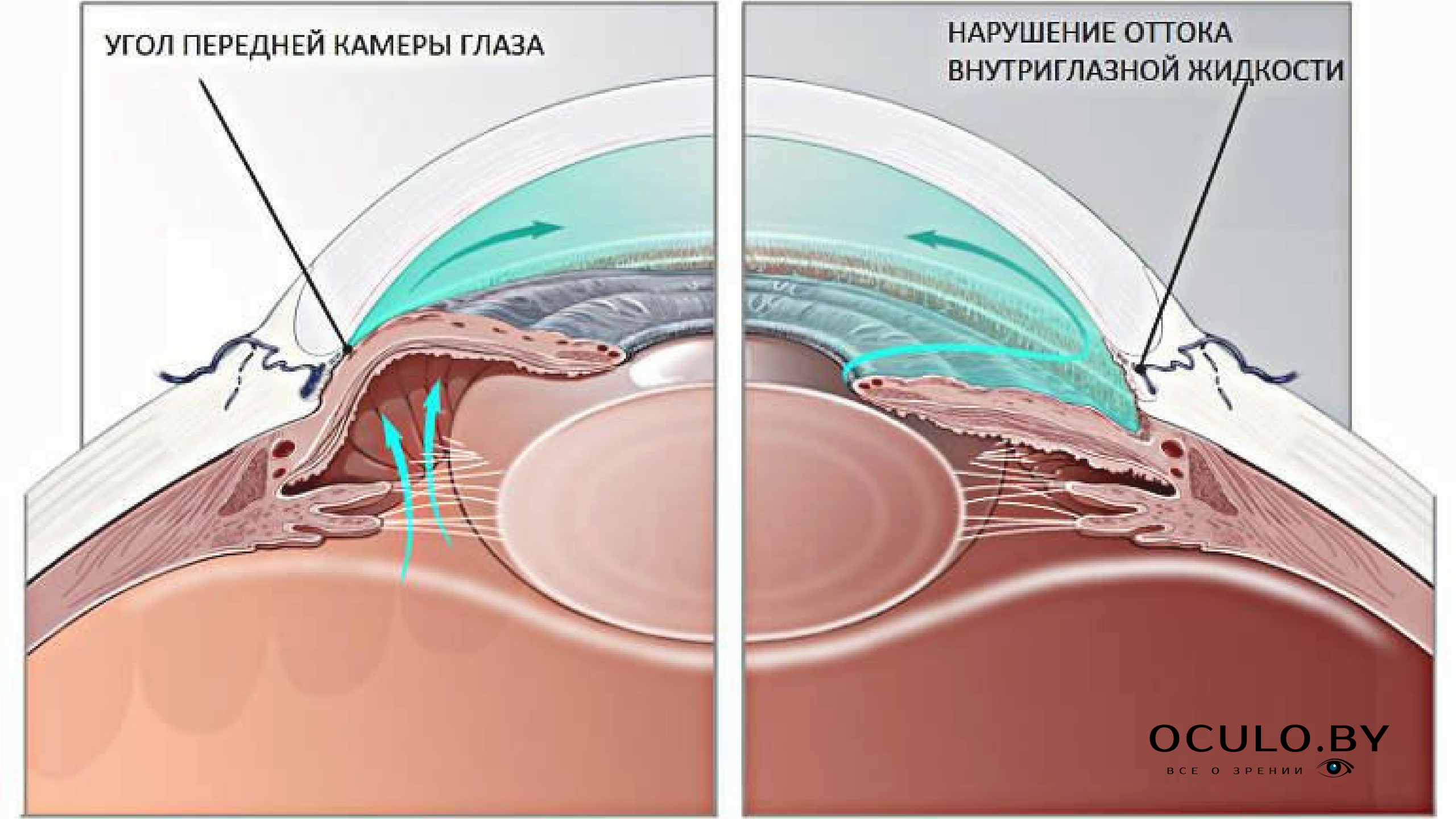 Передняя камера глаза где находится фото у человека